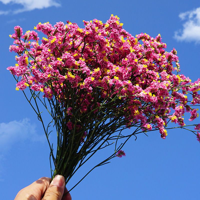 云南满天星勿忘我干花束大束 客厅装饰品摆件真花花卉鲜花插花