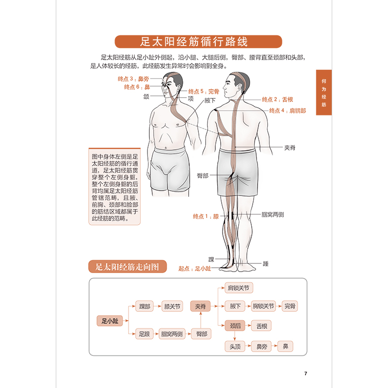 正版新书]图解十二经络调筋术---轻图鉴系列2陈飞松 于雅婷 编高清大图