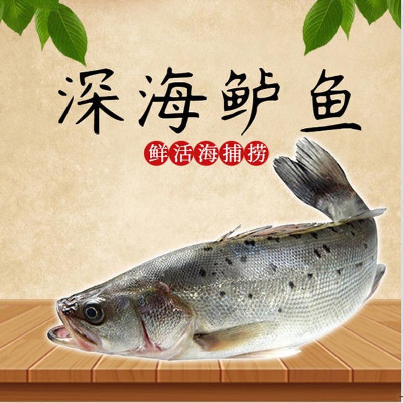 赛卡伊 鲈鱼鲜活海鱼新鲜水产海鲜深海七星海鲈鱼深海花鲈鱼超大冰冻