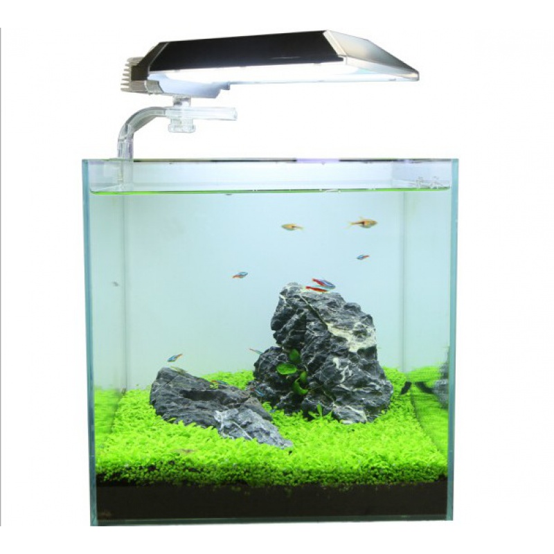 鱼缸水种子淡水懒人水族箱造景缸皮前景种子植物高清大图