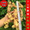 鲜黄精生新鲜老虎姜黄金九华山辟谷正品鸡头黄精500g泡茶水酒