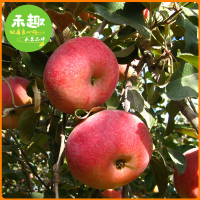 禾趣 正宗新疆阿克苏冰糖心苹果2斤（带箱）/箱装 大果当季苹果新鲜脆甜应季新疆阿克苏苹果非花牛苹果红富士苹果