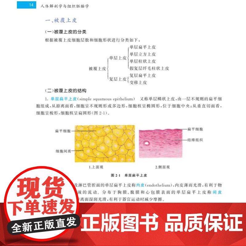 《人体解剖学与组织胚胎学》(彩色全媒体版)人体装组织学、人体胚胎学高清大图