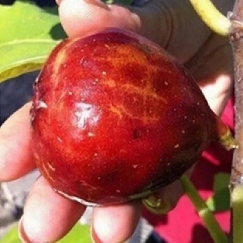 盆栽果树苗红甜心无花果苗红心无花果苗当年可以结果无花果树苗