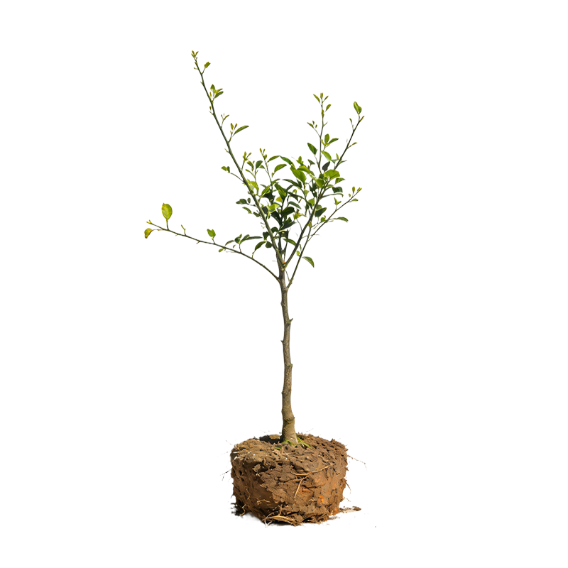 廷豪果 桔子树苗-高80-110cm 棵高清大图