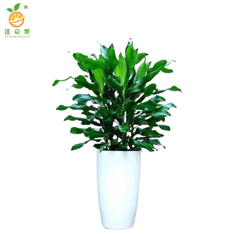 廷豪果 时来运转盆栽 1.2米高 /棵高清大图