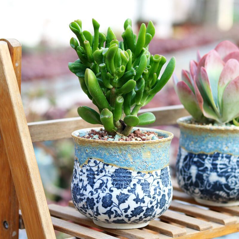 多肉基地大棚现发绿植多肉盆栽一件