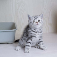 美短银虎斑猫 美短银虎斑猫 美短银渐层美短猫 美国短毛猫幼 猫美短虎斑猫咪 幼崽