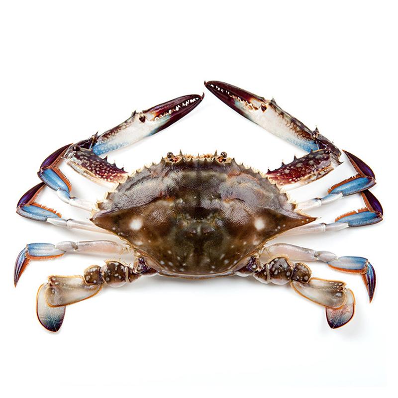 活海蟹铁蟹
