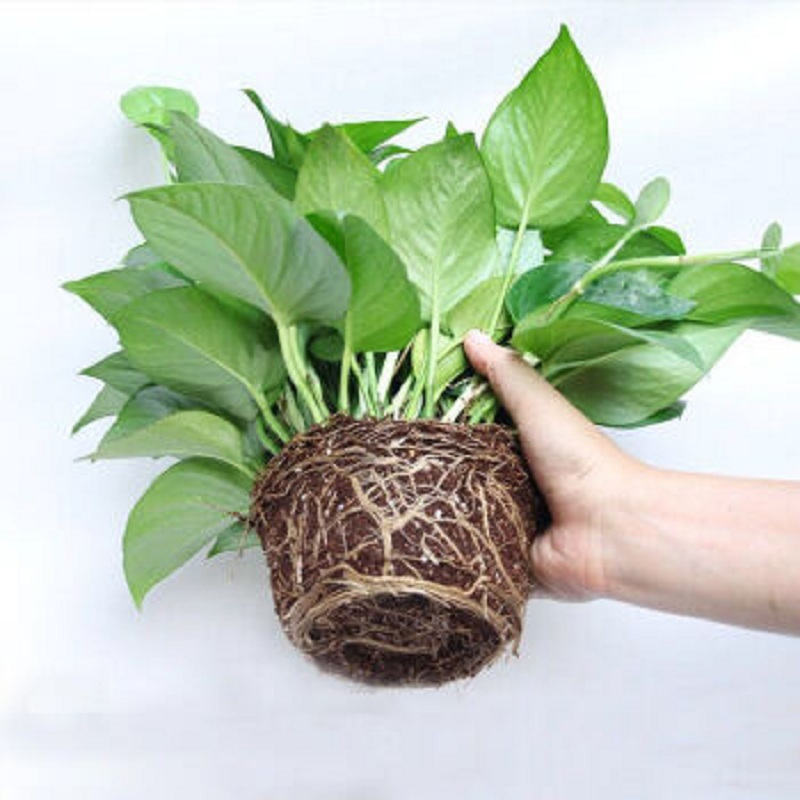 琳朗(LINLANG) 绿萝 去除甲醛植物盆栽 室内吸净化空气 两盆装