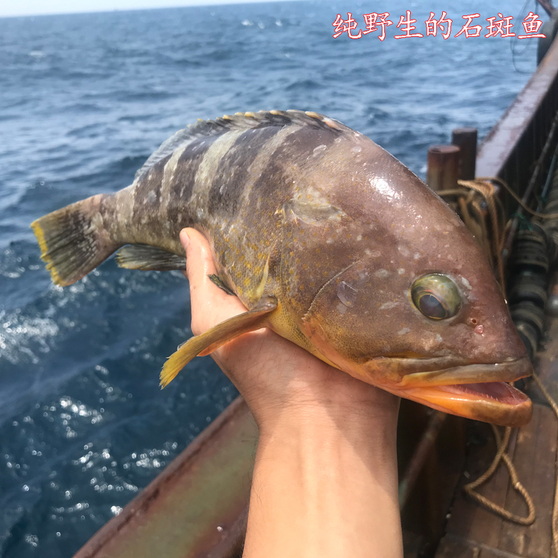 国产已通过核酸检测沈志雄船长东山岛海捕海鲜石斑鱼