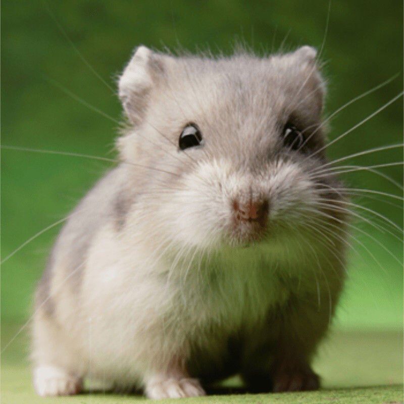 仓鼠宝宝小仓鼠宠物仓鼠活物宠物金丝熊活体一对情侣雪球仓鼠活物随机
