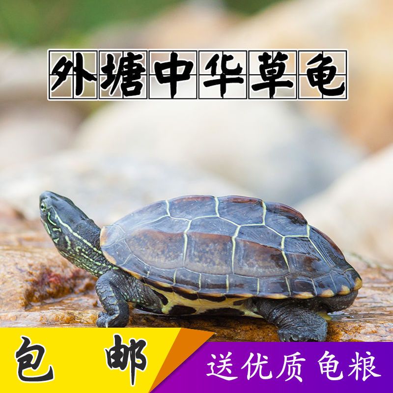 享弗宠物日用中华龟小乌龟外塘金线龟宠物水龟长寿龟情侣龟墨龟苗享弗水族世界 价格图片品牌报价 苏宁易购盈厚专营店