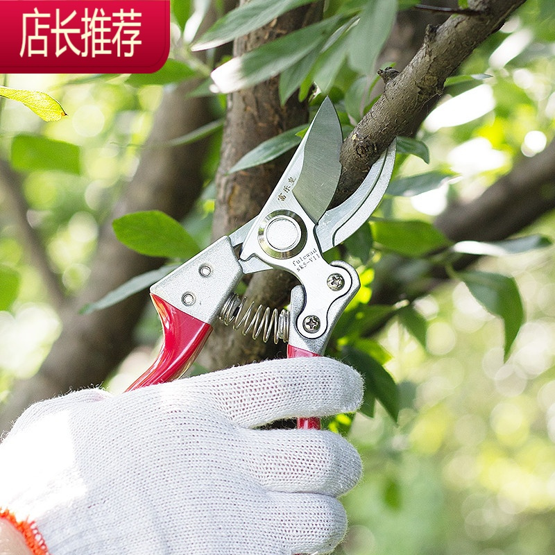 修枝剪 家用树枝剪强力绿化园林省力锋利果树桑剪园丁剪园艺剪刀JING PING
