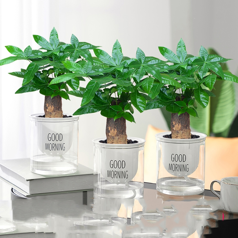 回固鲜花绿植回固发财树盆栽植物室内办公室好养绿植水培小盆栽客厅大盆景四季常青 价格图片品牌报价 苏宁易购益润园艺用品专营店