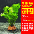 绿菊水草植物鱼缸造景真草水草缸净化造氧懒人套餐阴性蜈蚣草定绿 均码 优质绿菊火山石买1组发3组15-21颗尝鲜限购仅限3天