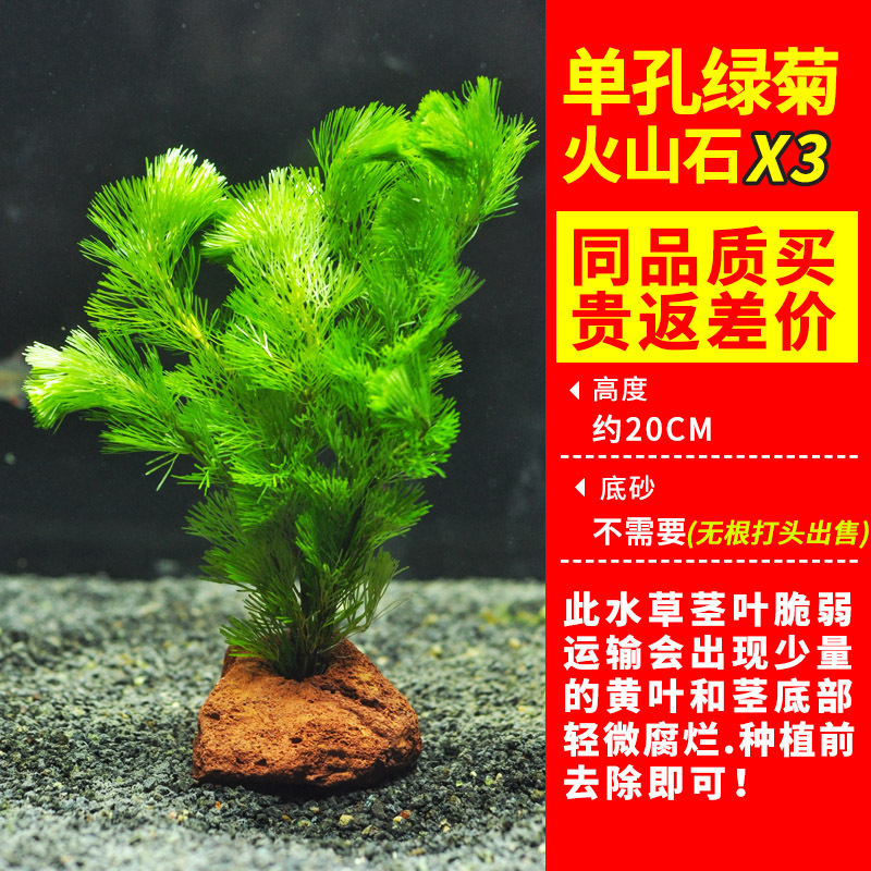 绿菊水草植物鱼缸造景真草水草缸净化造氧懒人套餐阴性蜈蚣草定植