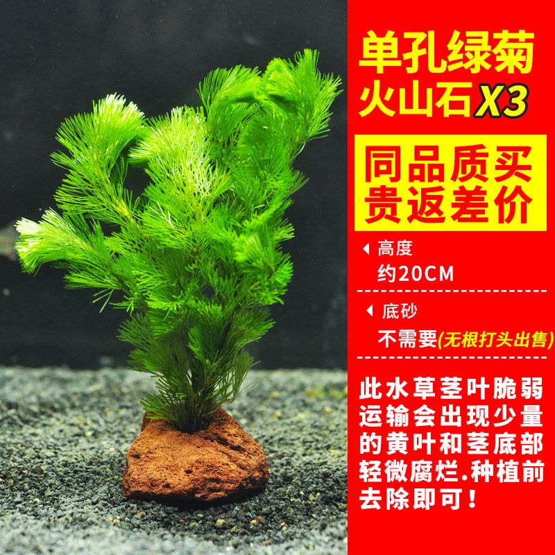 绿菊水草植物鱼缸造景真草水草缸净化造氧懒人套餐阴性蜈蚣草定植图片