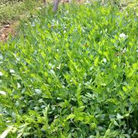 水芹 1斤 水芹 早芹 蒲芹 野芫荽 新鲜蔬菜AS