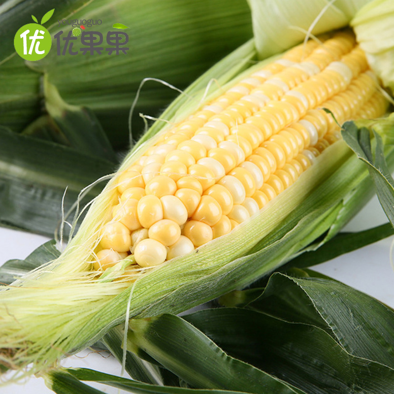 云南水果玉米4.5斤 约4-9根左右新鲜玉米鲜货蔬菜甜脆包谷鲜嫩多汁