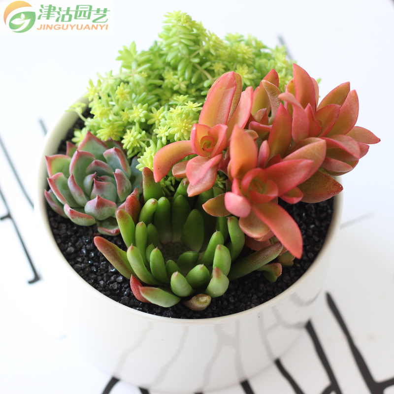 [包邮]津沽园艺 多肉植组合套装 白色陶瓷盆 4株多肉苗 多肉营养土 铺面金刚砂 桌面创意盆栽 1套