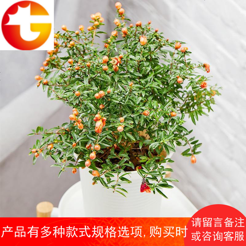 小种四季开花室内耐寒植物花卉办公室盆栽观花盆景绿植