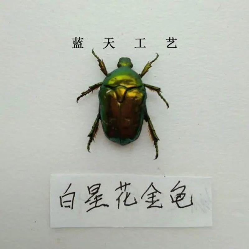 粉红色蟋蟀 甲虫真实昆虫标本独角仙金龟子扁锹甲学生观察教学DIV收藏送礼