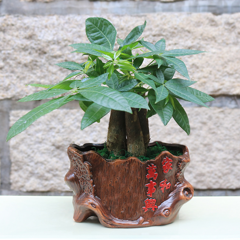 3棵发财树盆栽 室内办公室四季常青 桌面植物 组合发财树带盆 参数