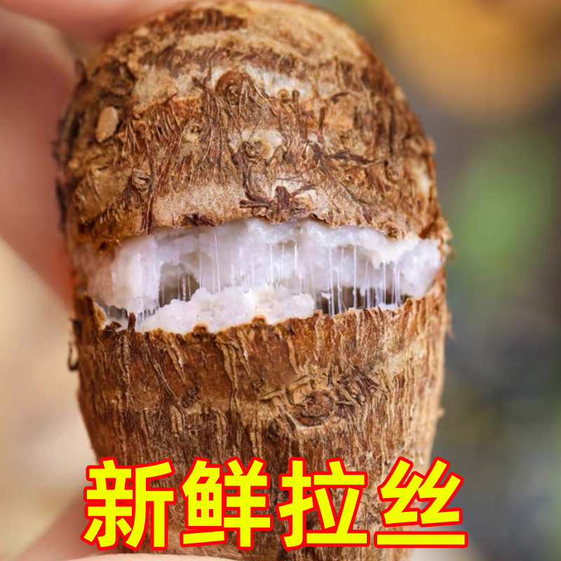 广西牛奶小芋头10斤新鲜蔬菜商用槟榔芋头香芋毛芋头芋艿农家自种