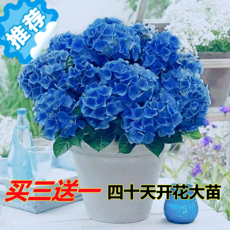 三维工匠园艺用品三维工匠绣球花苗小苗盆栽无尽夏四季开花树苗室内花卉带花苞老桩木本植物 价格图片品牌报价 苏宁易购梦舟生活家居专营店