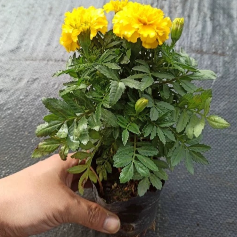 诚智旺 万寿菊 黄色/株高清大图