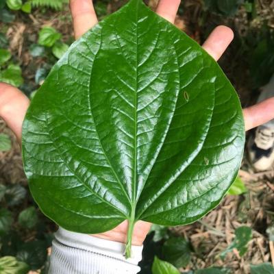 新鲜新款野生叶青蛤蒌苗假蒌菜野菜香菜酸料菜田螺叶假蒌苗500克05斤