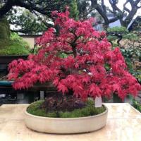 红枫种子四季种易活室内盆栽庭院观花叶绿植物花种子开花不断