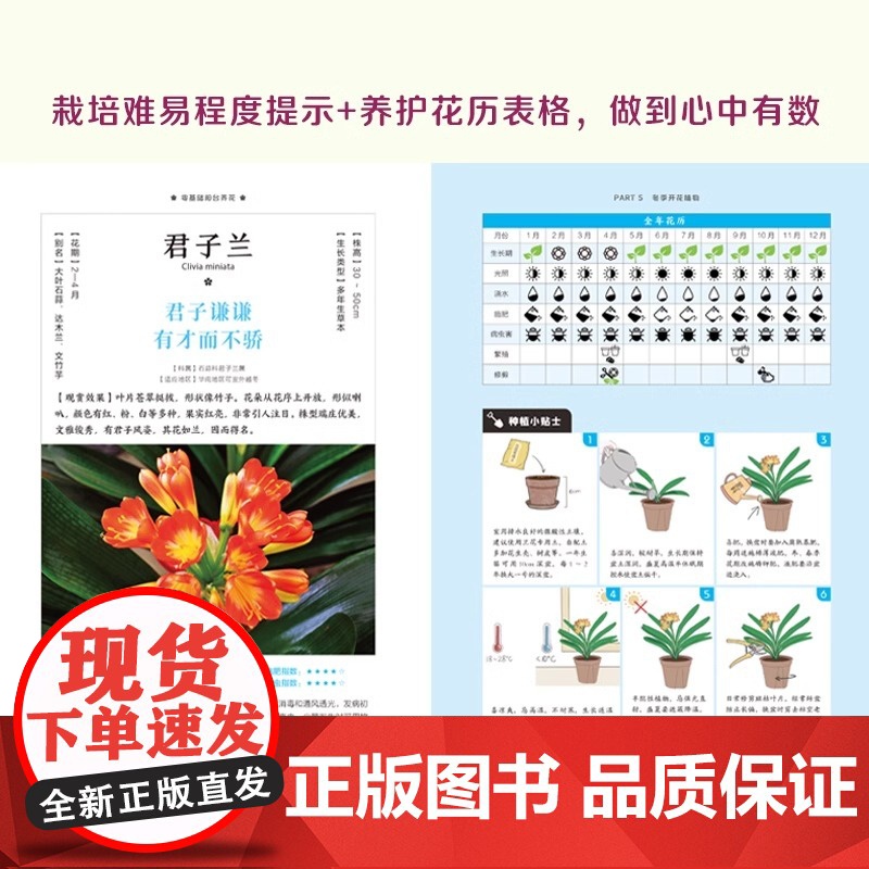 [正版]零基础阳台养花 家庭园艺植物养护室内绿植阳台养花花卉家居植物园艺生活养护技巧花语宜忌 全年花历 病虫害防治高清大图