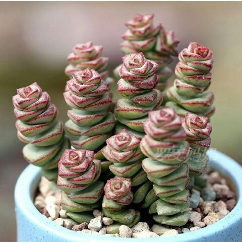 悦芳华多肉植物白鸟 任意买2盆送多肉一盆自选 多肉植物花卉盆栽绿植白鸟3颗 含盆土 报价 参数 图片 视频 怎么样 问答 苏宁易购