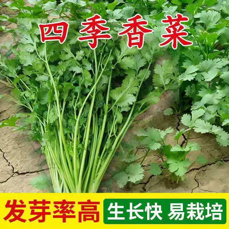 四季香菜大叶小叶芫荽阳台种菜耐寒耐热夏季蔬菜盆栽种籽孑大