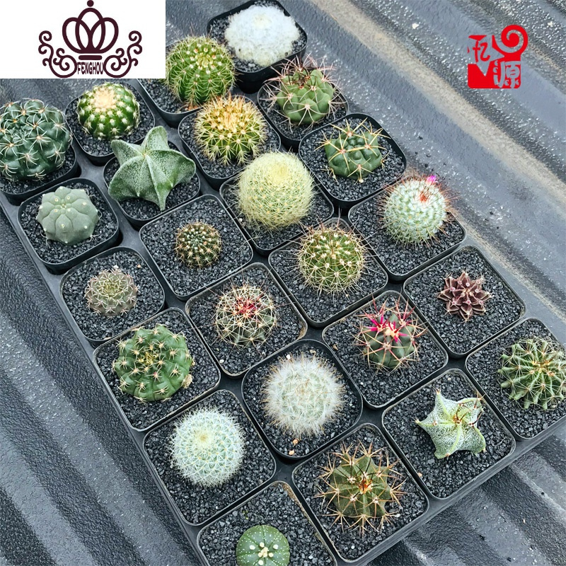 封后绯花玉多肉植物组合盆栽套餐仙人球室内开花肉肉植物仙人掌小绿植其他颜色瑞云牡丹 翠晃冠裸根不带土图片 高清实拍大图 苏宁易购