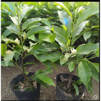 芳香花卉兰树苗 白兰花盆栽 白兰花苗桷兰树苗 浓香绿植茉莉