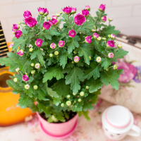 莱州格润 菊花盆栽花卉多头菊雏菊鲜花盆栽阳台室外室内庭院花苗千头菊带花绿植四季花卉茉莉盆