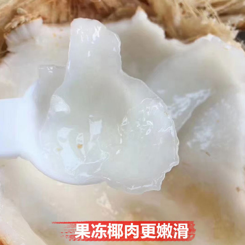 [西沛生鲜]海南黄金椰子 热带椰子 4个装 整箱 热带特产 西沛高清大图