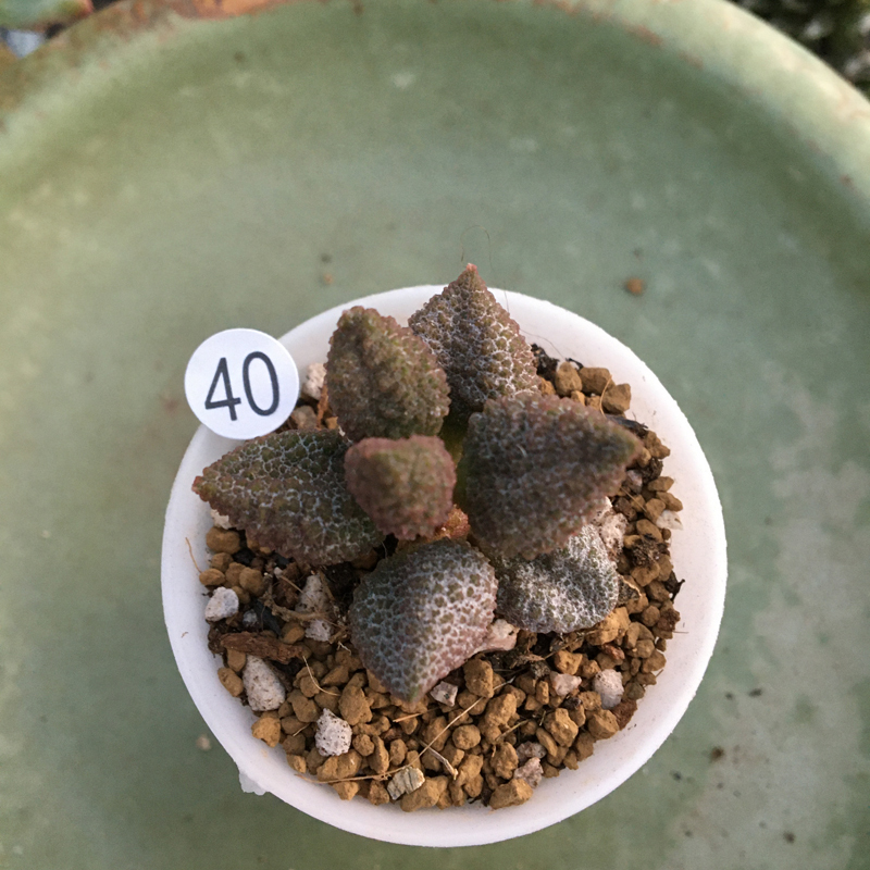 8号荔枝皮参考5cm盆 裸根不带土 荔枝皮水泡多肉植物办公室内多肉萌