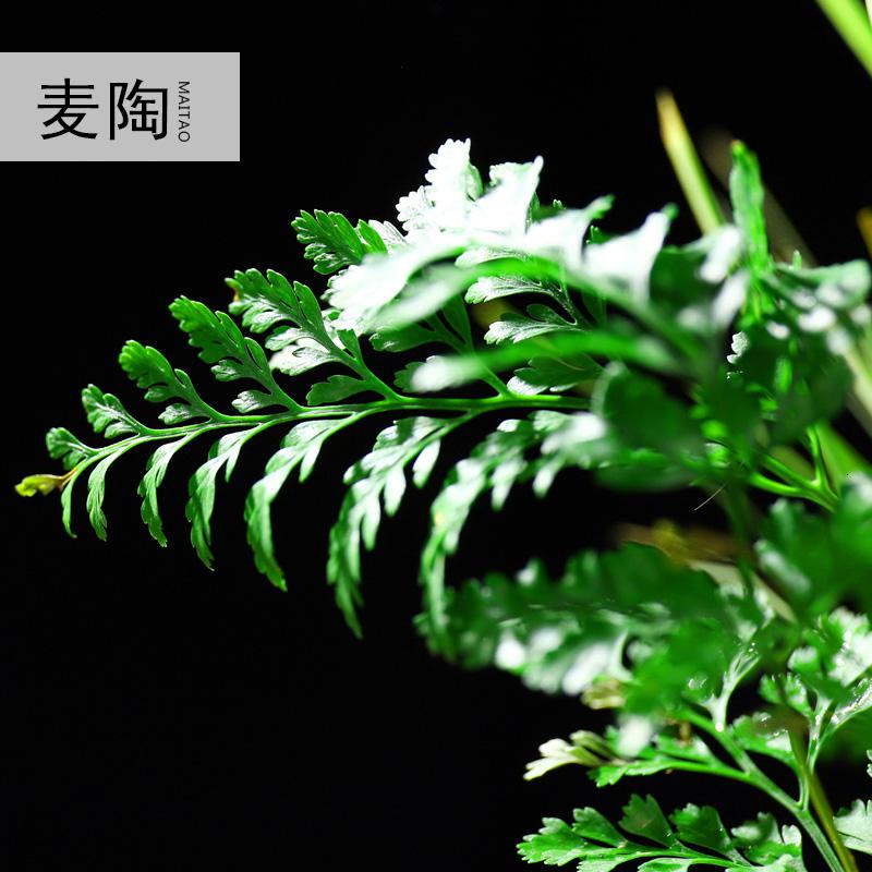 美帮汇禅创意陶瓷花盆简约个性菖蒲袖珍椰子植用室内组合盆栽装饰品高清大图