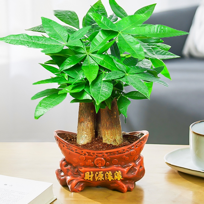 发财树盆栽花卉植物办公室内客厅绿植小盆景弹痕四季常青易活水培好养