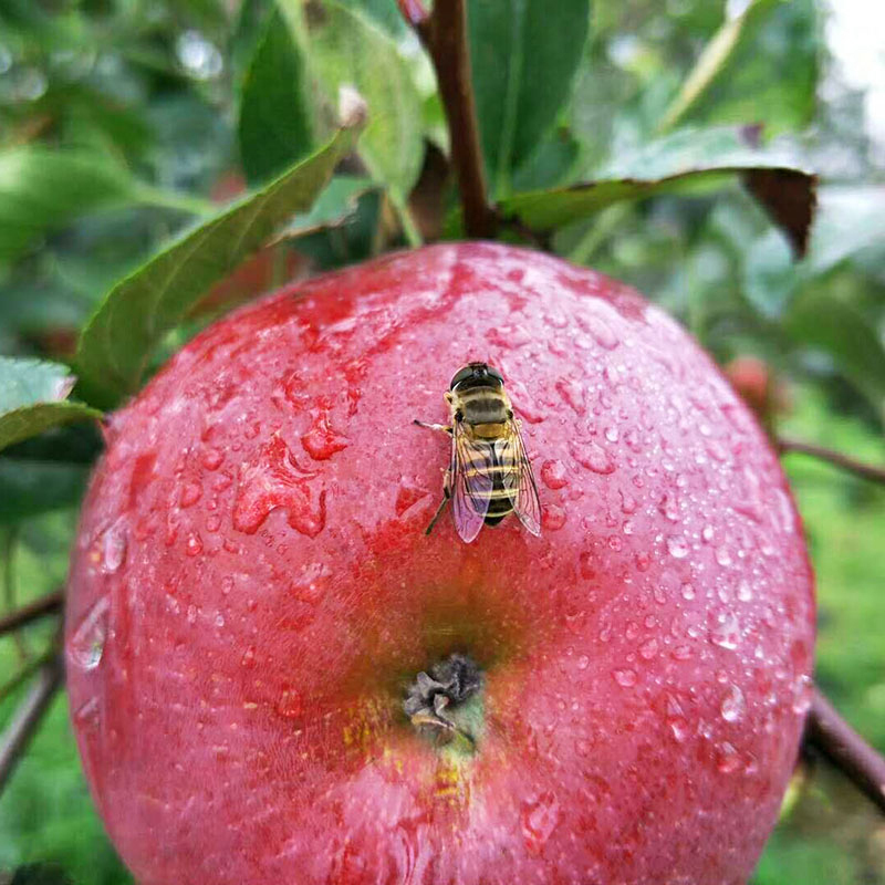 [熊猫鸟]四川凉山盐源丑苹果 净重5斤 特大果 12个左右 箱装 当季 新鲜水果高清大图