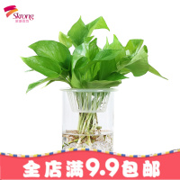 创意简约透明玻璃花瓶水培绿萝花盆水养植物客厅摆件插花器皿鱼缸