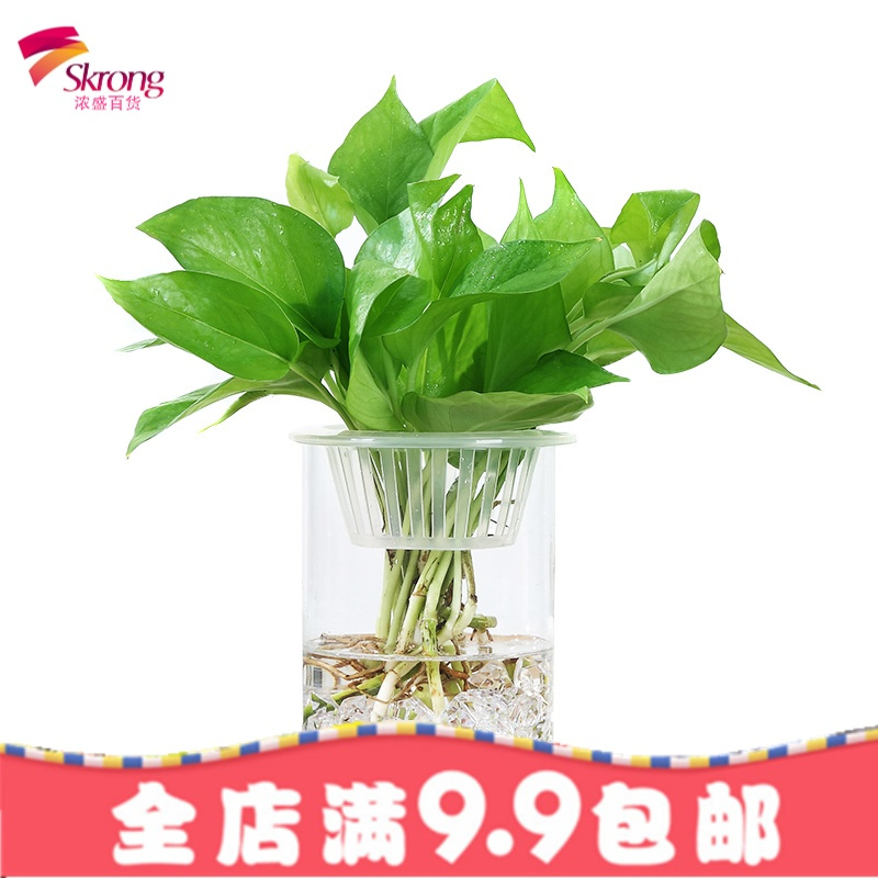 创意简约透明玻璃花瓶水培绿萝花盆水养植物客厅摆件插花器皿鱼缸