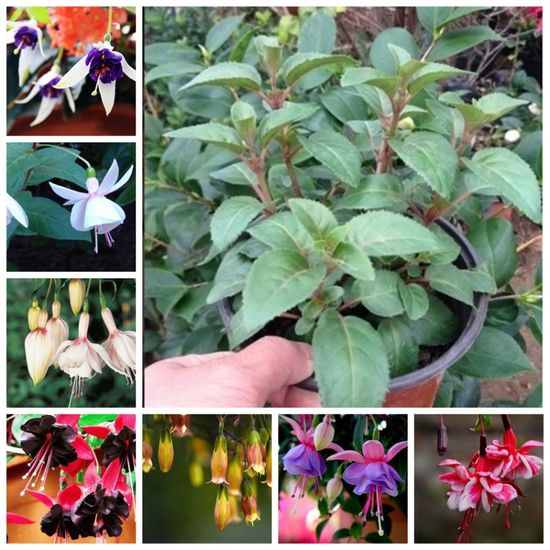 阳台重瓣倒挂金钟花卉绿植花苗灯笼花玫瑰海棠苗 盆栽