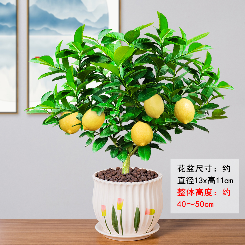 香水柠檬盆栽室内弹痕四季花卉水果柠檬树植物阳台树苗室外果树小绿植百花 柠檬 不带果 送肥料 带盆栽好报价 参数 图片 视频 怎么样 问答 苏宁易购