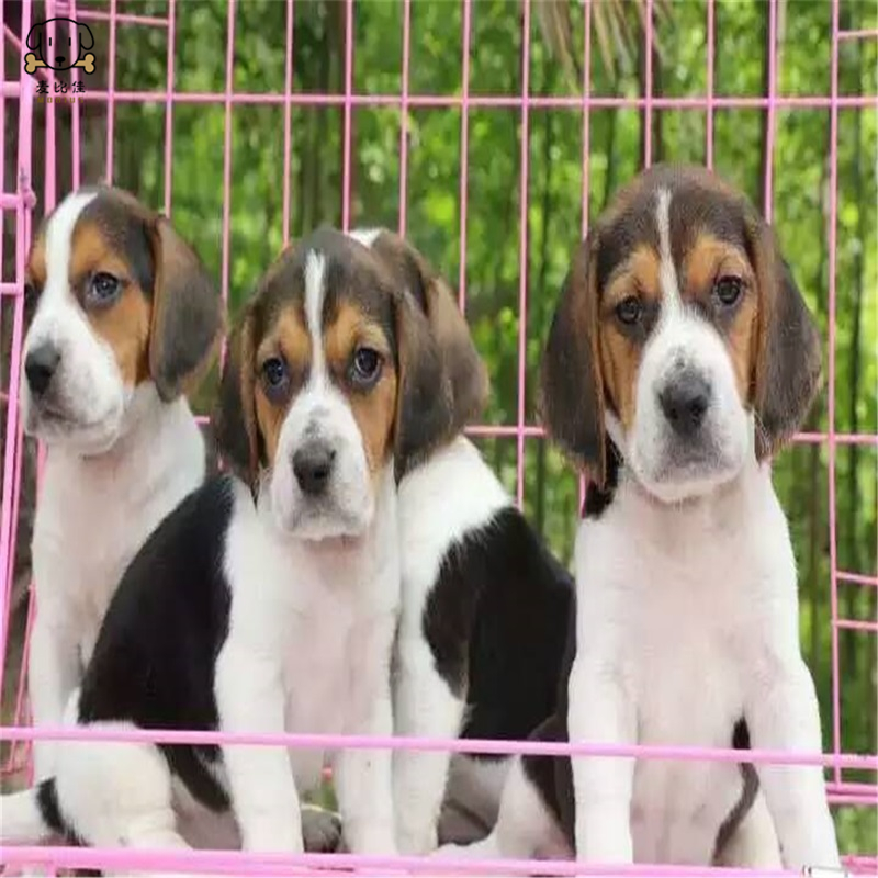 麦比佳宠物比格狗狗活体花色比格犬幼犬纯种血统级比格 短毛米格鲁猎兔犬比格猎狗高智商家养中小型犬视频挑选高清大图