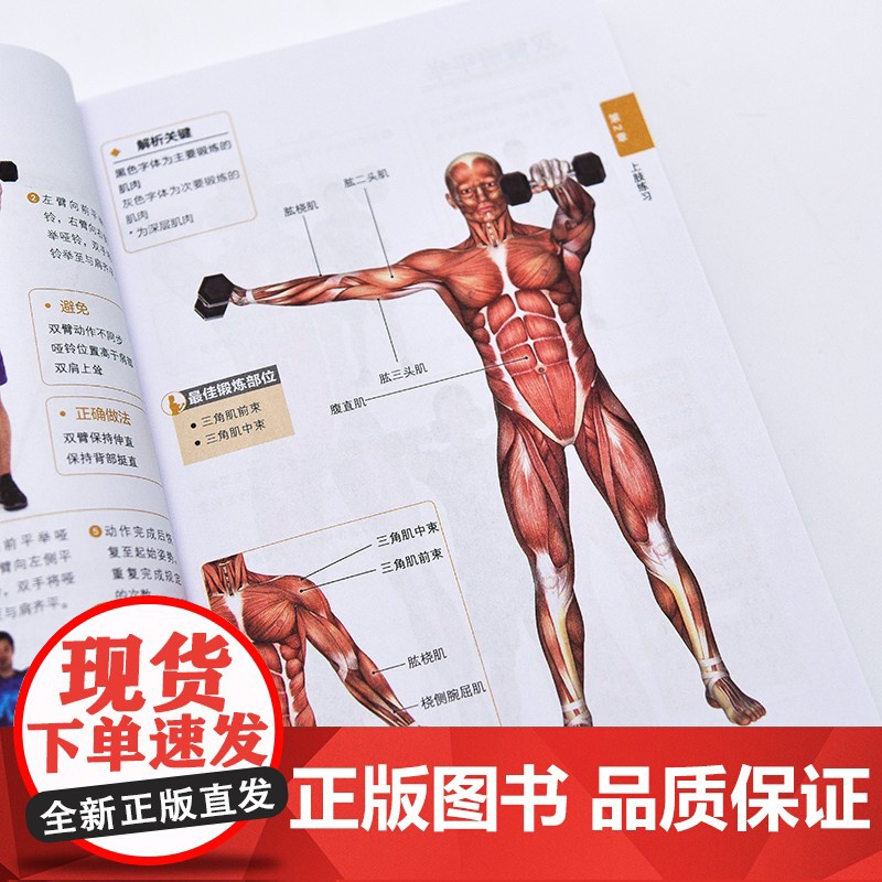 人体运动彩色解剖图谱 肌肉训练百科全书 人邮体育解剖图谱编写组 编著 运动健身高清大图